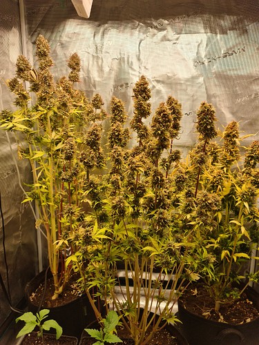 Growreport Bild 2