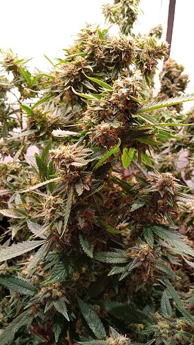 Growreport Bild 29