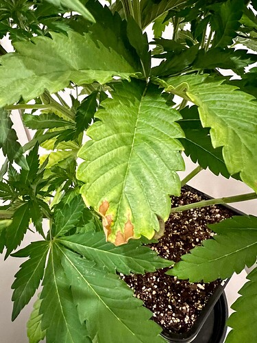 Growreport Bild 8