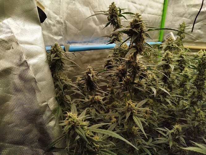 Growreport Bild 6