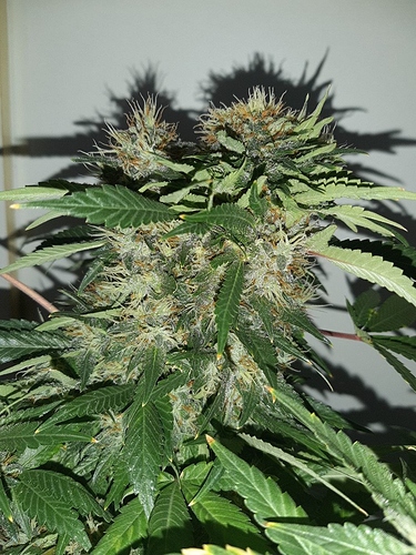 Growreport Bild 3