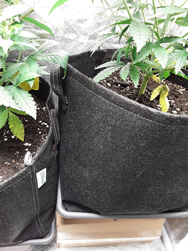 Growreport Bild 16