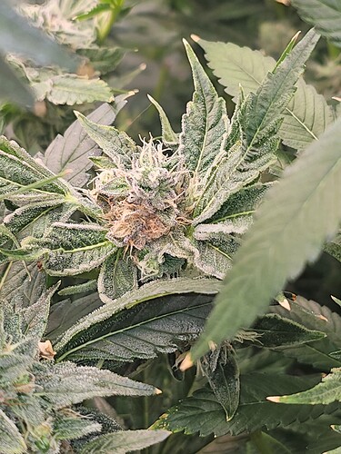Growreport Bild 20