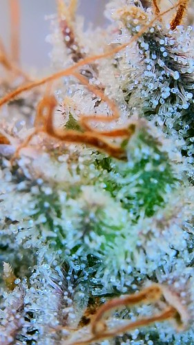 Growreport Bild 6