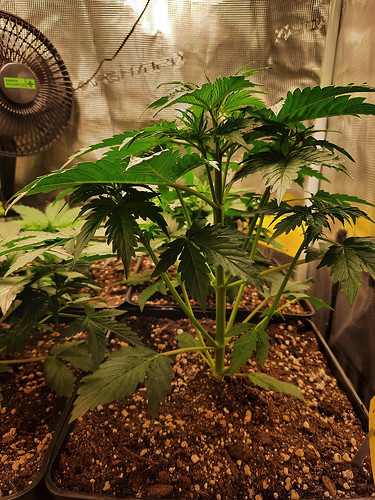 Growreport Bild 3