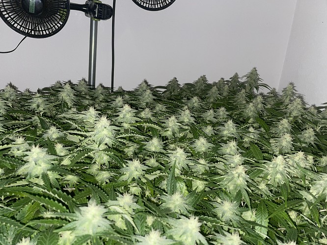 Growreport Bild 2