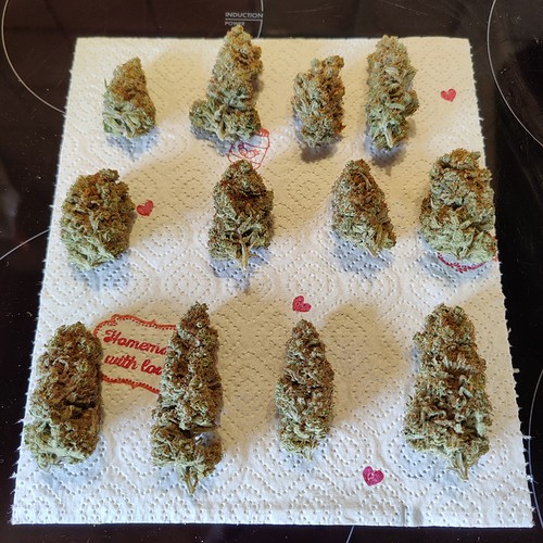 Growreport Bild 54
