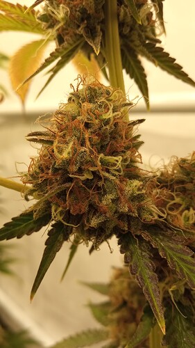 Growreport Bild 22