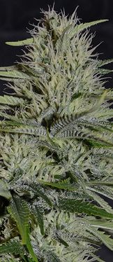 Growreport Bild 7