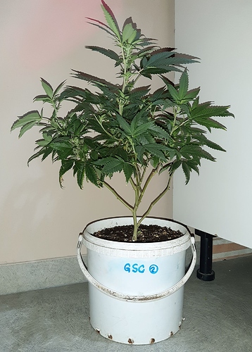 Growreport Bild 4