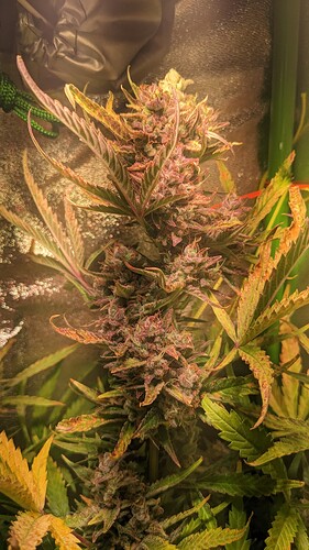 Growreport Bild 6