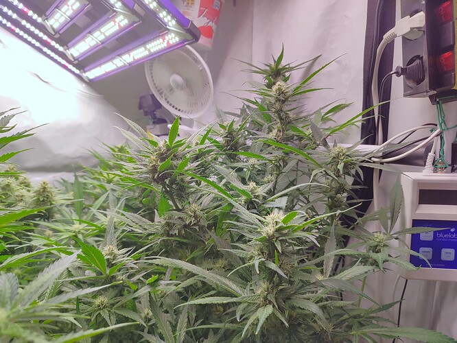Growreport Bild 62