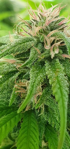 Growreport Bild 12