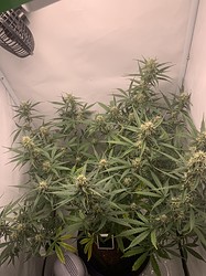 Growreport Bild 15