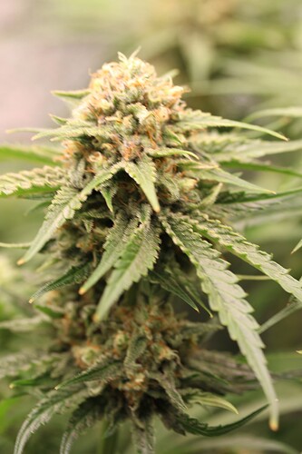 Growreport Bild 6