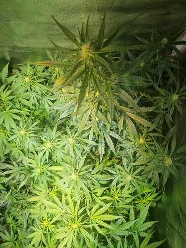 Growreport Bild 5