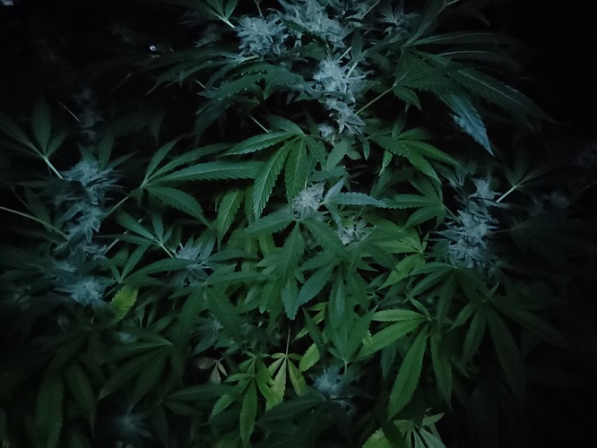Growreport Bild 11