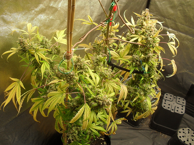Growreport Bild 8
