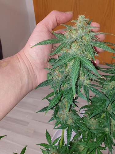 Growreport Bild 5