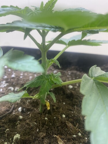 Growreport Bild 7