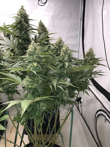 Growreport Bild 14