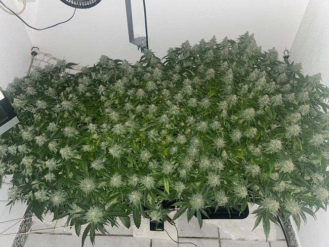 Growreport Bild 4