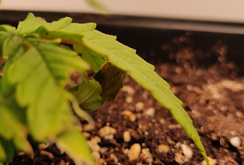 Growreport Bild 7