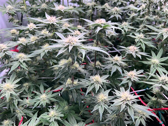 Growreport Bild 13