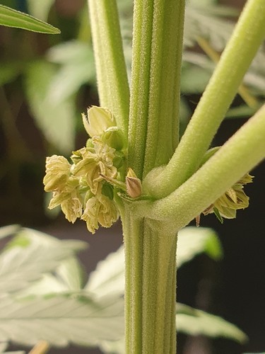 Growreport Bild 3