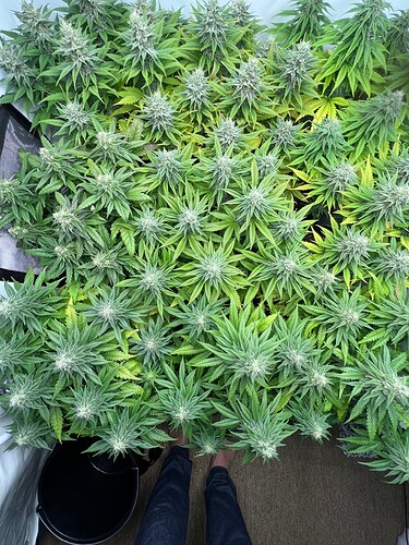 Growreport Bild 3