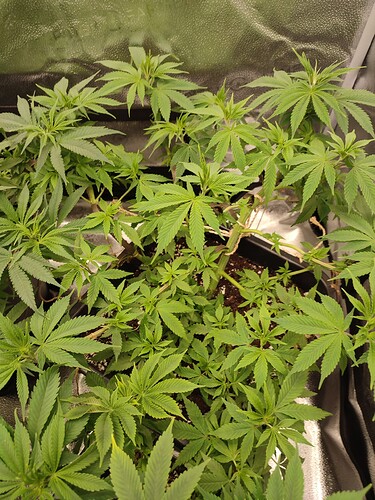 Growreport Bild 18