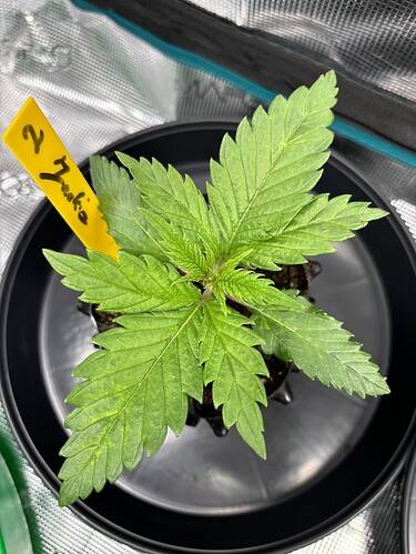 Growreport Bild 81