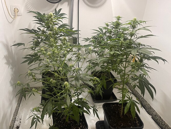Growreport Bild 15