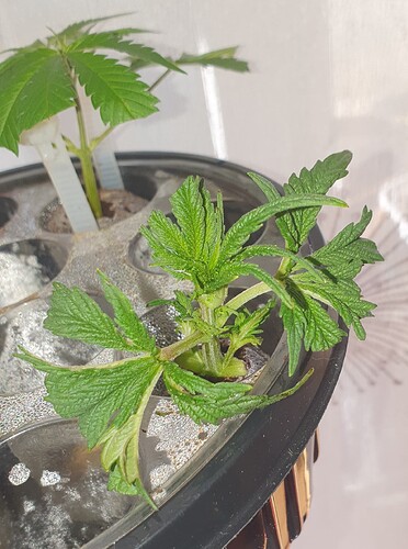 Growreport Bild 4