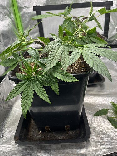 Growreport Bild 5