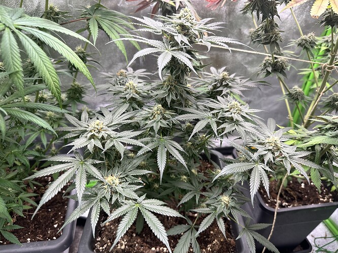 Growreport Bild 20