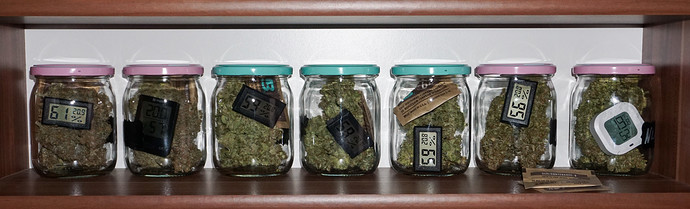 Erster Indoor Grow, 2x Northern Lights + 1 Critical, 60x60, Mars Hydro TS 1000