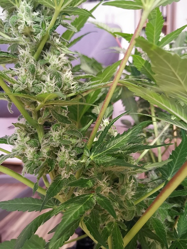 Growreport Bild 11