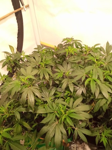Growreport Bild 17