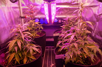 Growreport Bild 32