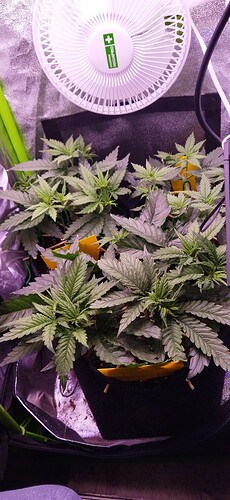 Growreport Bild 1