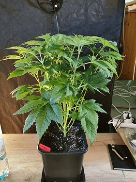Growreport Bild 6