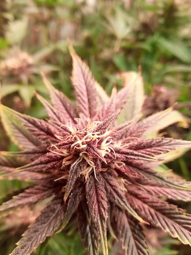 Growreport Bild 44
