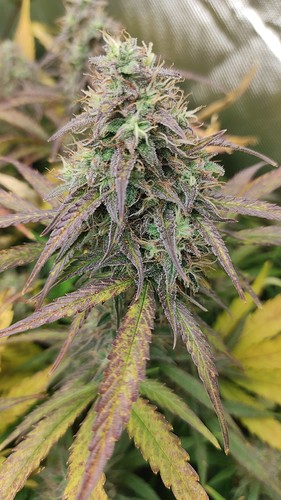 Growreport Bild 3