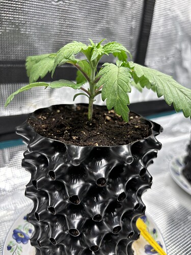 Growreport Bild 106
