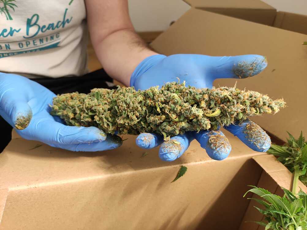 Grow #2 Amnesia Platinum