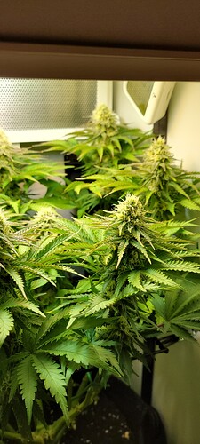 Growreport Bild 6