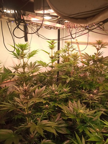 Growreport Bild 53