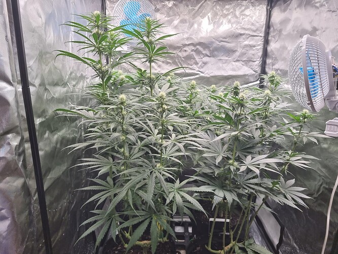Growreport Bild 28
