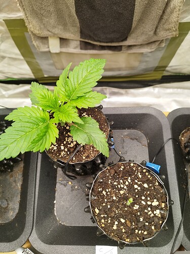 Growreport Bild 2
